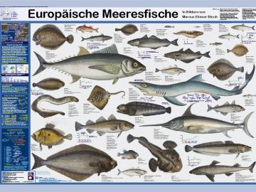 Europäische Meeresfische