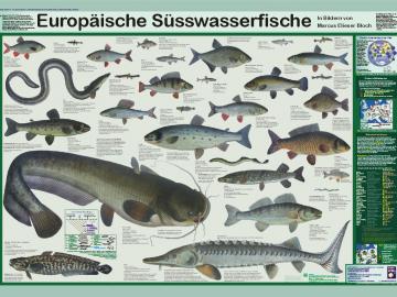 Europäische Süsswasserfische