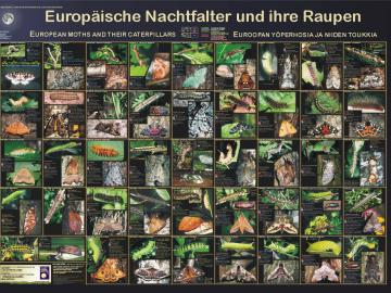 Europäische Nachtfalter und ihre Raupen